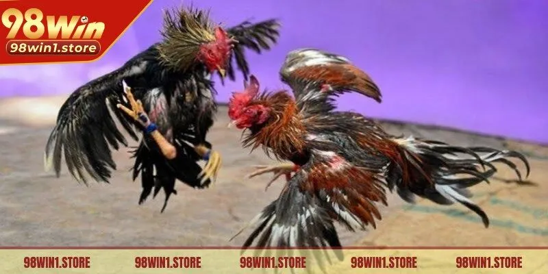 Người chơi cân nhắc cẩn thận trước khi đặt cược