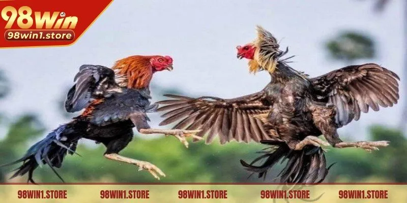 Đánh giá hiệu suất của các con gà trước và trong quá trình